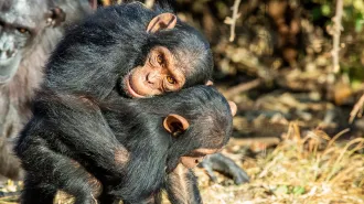 One young chimpanzee hugs another.