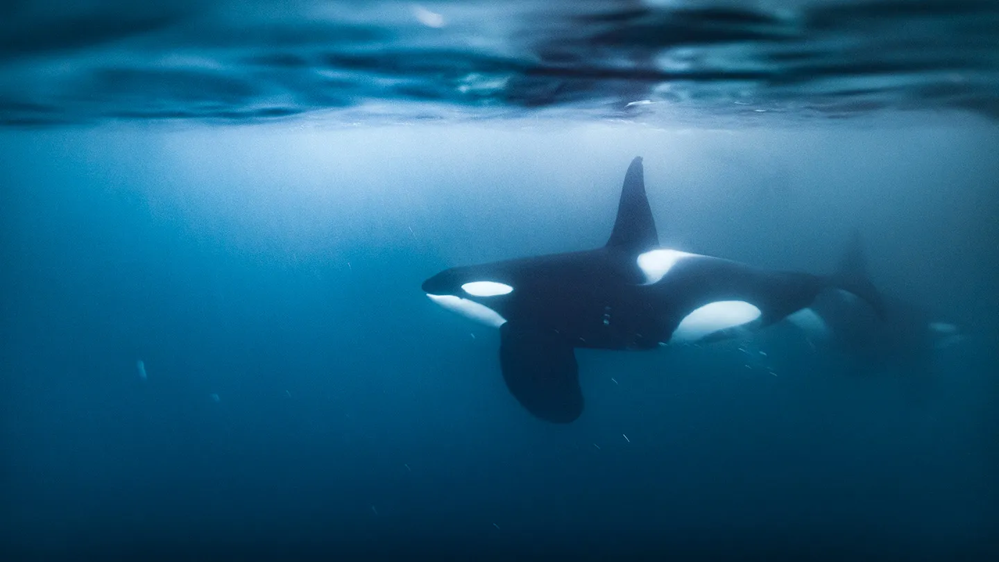 Photo: Sciencenews An underwater image of a black and white orca swimming seemingly alone