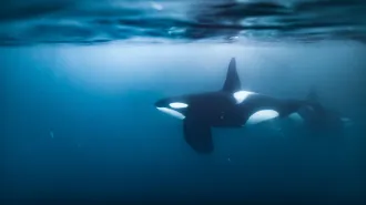 An underwater image of a black and white orca swimming seemingly alone.