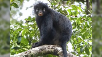 An image of a black monkey with orange around its lips