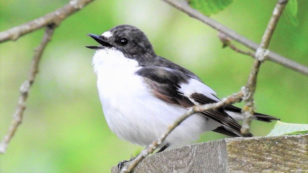 A small black-and-white songbird perches on a wooden platform with its beak open.