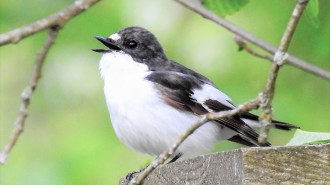 A small black-and-white songbird perches on a wooden platform with its beak open.