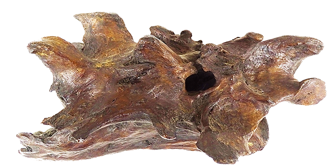 A lumpy bone with an unusually large hole through it is from an ancient saber-toothed cat that may have had spinal tumors.
