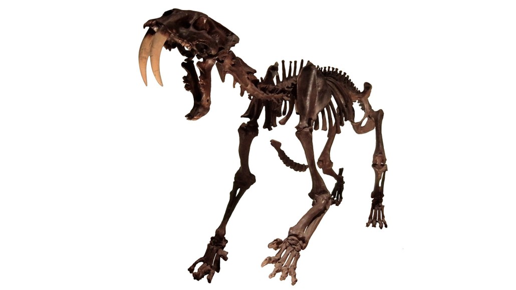 A skeleton seen on a white background shows a saber-toothed cat with its jaws wide open and its saber teeth hanging like daggers.