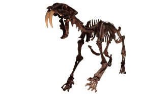 A skeleton seen on a white background shows a saber-toothed cat with its jaws wide open and its saber teeth hanging like daggers.