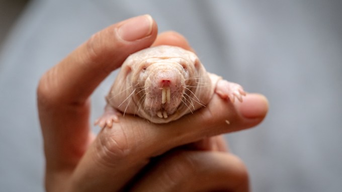 A photo of a naked mole-rat held in hand.