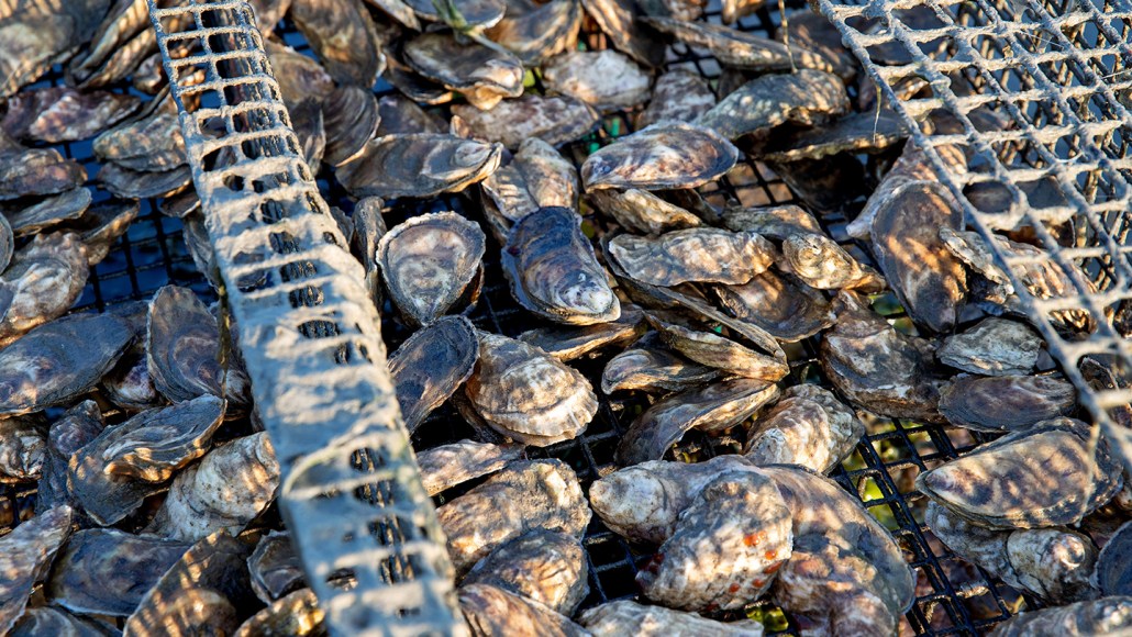 A pile of freshly harvested oysters sit on a wire rack above the ground