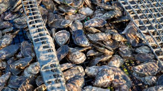 A pile of freshly harvested oysters sit on a wire rack above the ground