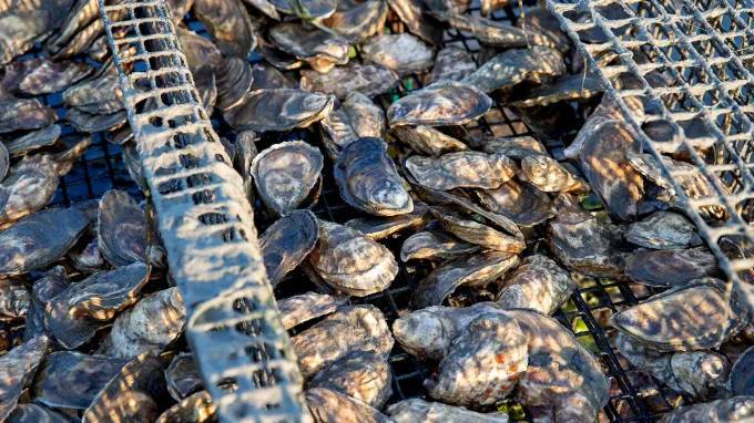 A pile of freshly harvested oysters sit on a wire rack above the ground