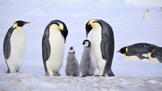 Two emperor penguins huddle over two of their young on an ice field. Another emperor penguin stands nearby