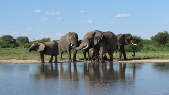 A group of elephants stand at the edge of water.