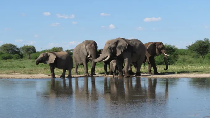 A group of elephants stand at the edge of water.