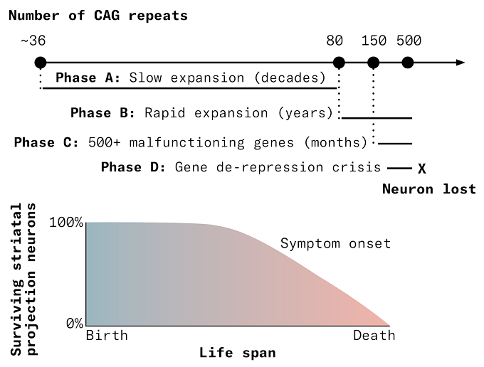 Two graphs, one made of four lines showing the phases of somatic expansion as CAG repeats accumulate; the second a filled bar graph with a downward slope showing how Huntington's affects neurons in the striatum.