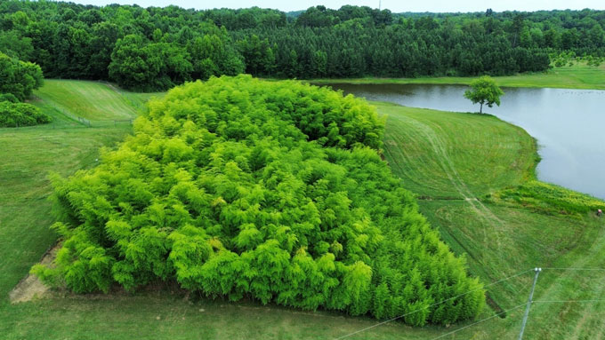 A mini forest of bamboo grows grows along side a pond and traditional forest. A buffer of mowed grass surrounds the plot.
