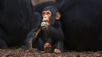 A young chimp is seen seated near some older ones (only their lower backs visible) and it is holding a green fruit to its mouth.