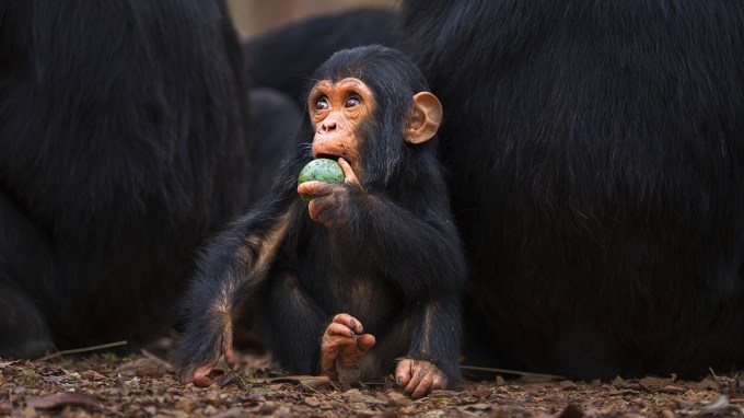 A young chimp is seen seated near some older ones (only their lower backs visible) and it is holding a green fruit to its mouth.