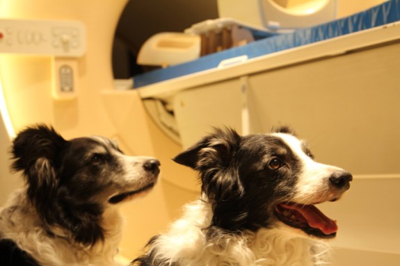 A photo of two border collie dogs sitting next to a MRI machine