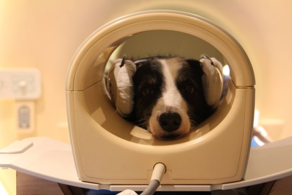 A photo of a border collie dog with earmuffs on preparing to receive a brain scan
