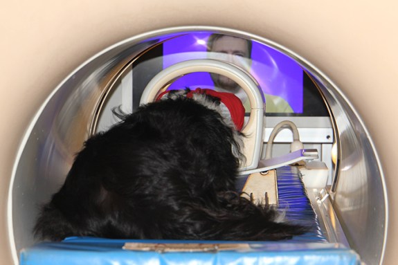 A photo of a border collie dog is laying down in an MRI machine and watching a screen with a human's face on it