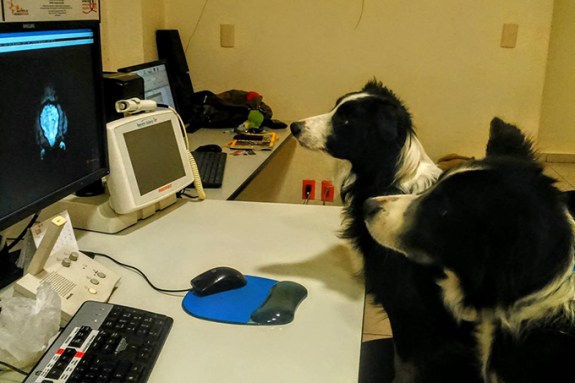 A photo of two border collie dogs staring at a computer screen that has a canine brain scan on the monitor