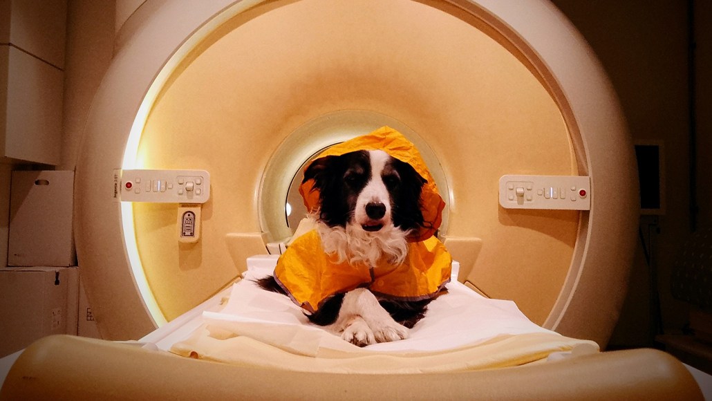 A dog (border collie) sits inside an MRI machine.