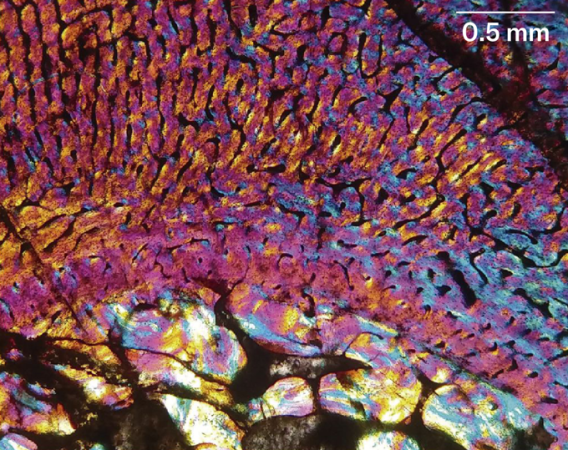 A cross-section image of a fossil bone from the mammal ancestor Chiniquodon theotonicus.
