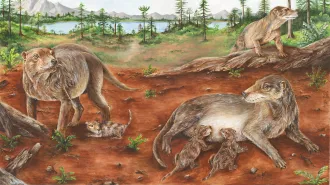 Artist's depiction of a pregnant mammal ancestor Chiniquodon theotonicus and another nursing two young.
