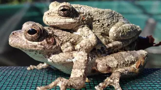 A female Cope’s gray tree frog has made her choice. She mates with a male after careful selection.