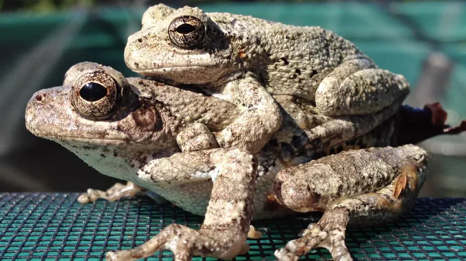 A female Cope’s gray tree frog has made her choice. She mates with a male after careful selection.