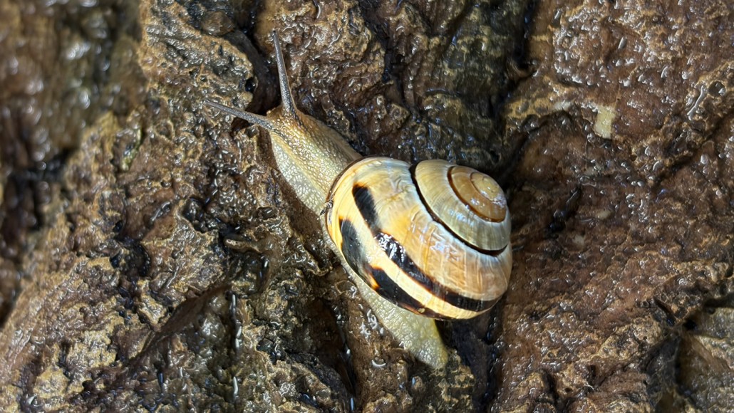 A yellow-and-black grove snail (Cepaea nemoralis) crawls over a wet brown rock