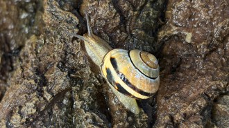 A yellow-and-black grove snail (Cepaea nemoralis) crawls over a wet brown rock