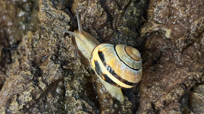 A yellow-and-black grove snail (Cepaea nemoralis) crawls over a wet brown rock
