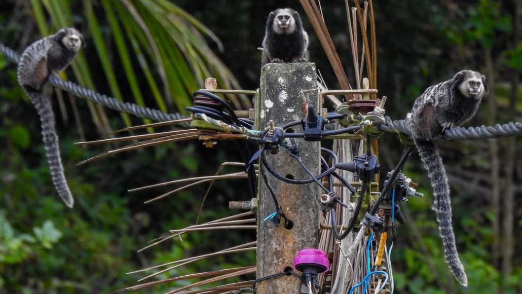 Three small gray monkeys with long striped tails sit in a row on a power line with lots of cords attached to a wooden pole. In the background is a forested area.