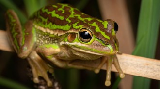 A frog with green and brown stripes.