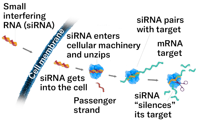 A graphic showing how RNA interference works. A red and orange strand of RNA are shown twisted together and labeled small interfering RNA (siRNA) outside a blue curve representing a cell membrane. The siRNA gets into the cell. Then it is shown nestled in a blue irregular circle representing a cellular machine. The siRNA unzips. The red passenger strand is seen floating away. In the next panel, the orange siRNA twists around part of a teal mRNA strand. Then a pair of scissors is shown snipping the mRNA to bits.