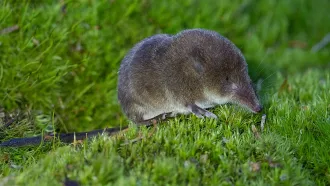 A taiga shrew (Sorex isodon) is shown on lush green grass
