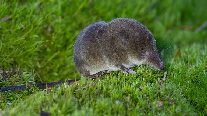A taiga shrew (Sorex isodon) is shown on lush green grass