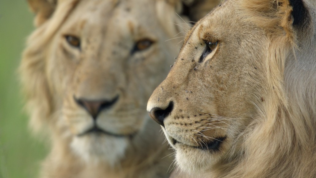 A closeup shows the faces of two young male lions. One is in the background and slightly out of focus. He faces the camera. The other, a lion named Kio, on the right is in sideview looking to the left.
