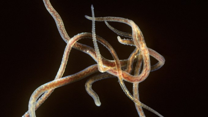 California blackworms