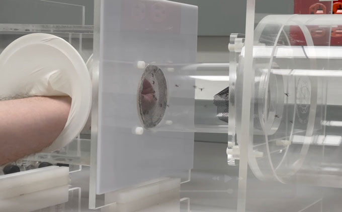 An arm is held through an circular opening inside a clear acrylic box. On the side of the box, a separate opening with mesh netting connects an adjacent box with multiple mosquitos inside.