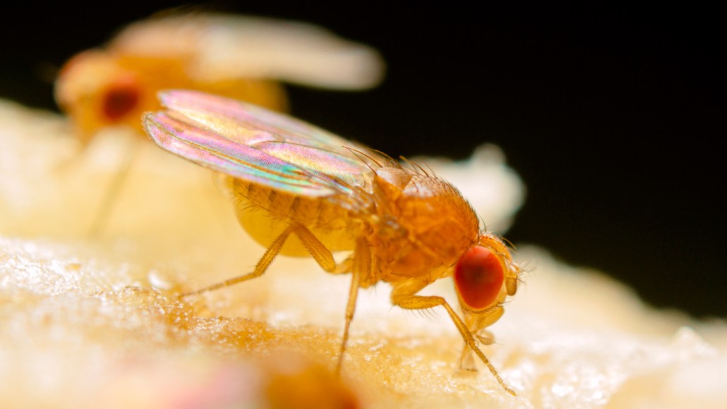 A fruit fly