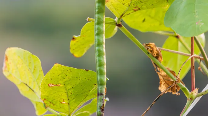 a single strand of cowpeas is centered in the photo, with leaves from the plant shown on either side