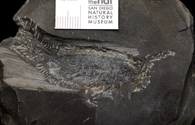 A photo of a fossil insect showing its many extra legs