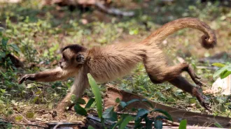 A Bearded capuchin monkey (Sapajus libidinosus) runs on all fours across leafy ground