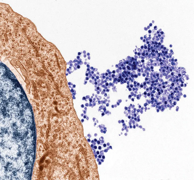 An image of an immune system cell, with a large, blue semi-circle on the left, encompassed by a larger brown semi-circle and tiny purple dots floating out to the side.