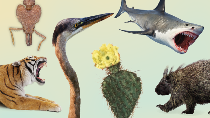 A collage of pointy living images such as a tiger, shark, cactus and more