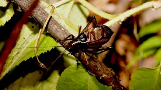 A black and brown insect sits on a twig among green leaves.