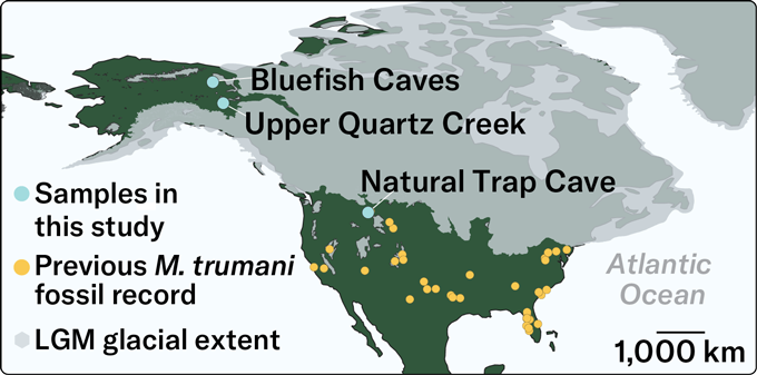 A map of North America shows the locations of the previous M. trumani fossils found across the lower 48 states and the locations of the specimens used in this study in Yukon Territory and Wyoming