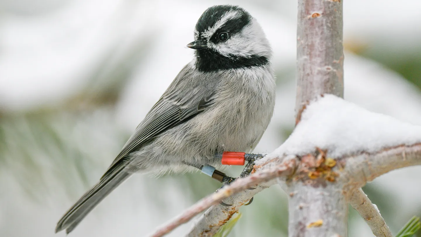 Winter work shows it really pays to be a smart mountain chickadee