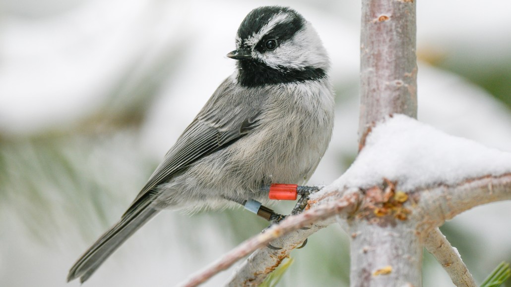 A gray, black and white chickadee perches on a snowy branch. It has a blue tag on one leg and a bigger red one on the other.